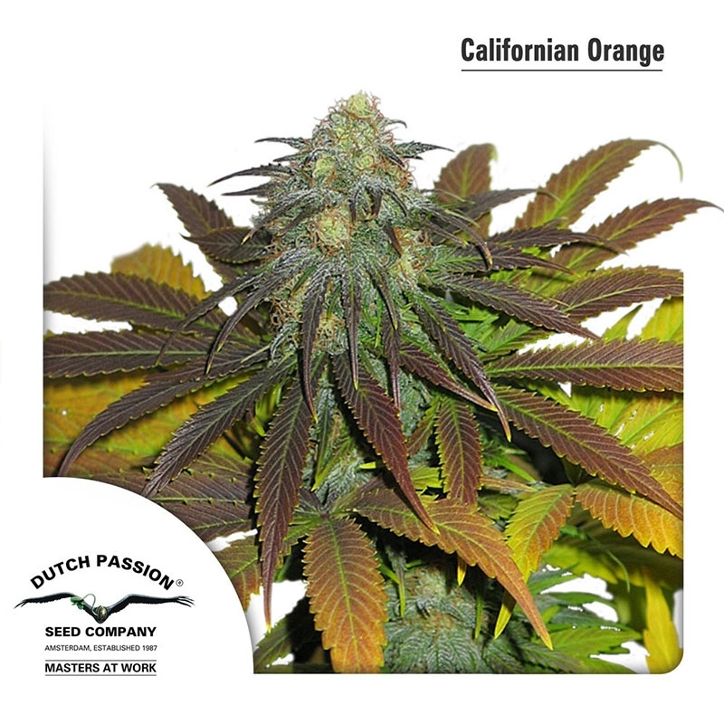 Orange Flower Feminisiert (Seeds66)