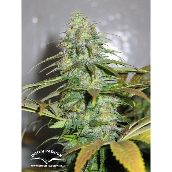 Californian Orange (Dutch Passion) feminisiert