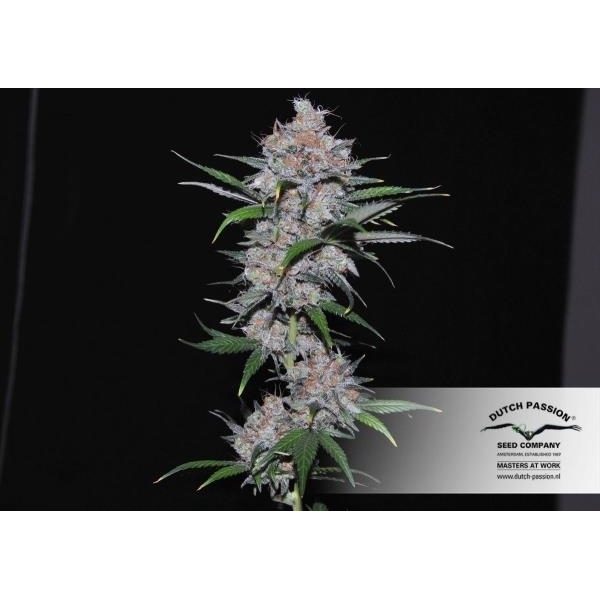 Californian Orange (Dutch Passion) feminisiert