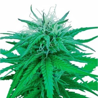 Ruderalis Indica (Sensi Seeds) regulär