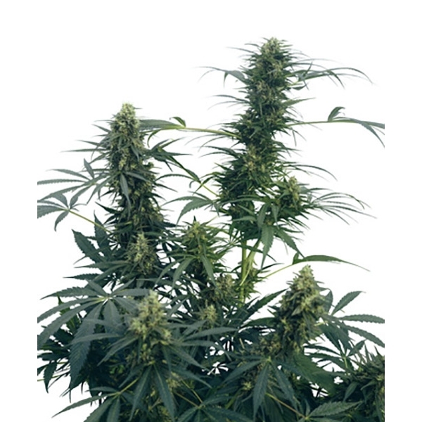 Guerrilla's Gusto (Sensi Seeds) regulär