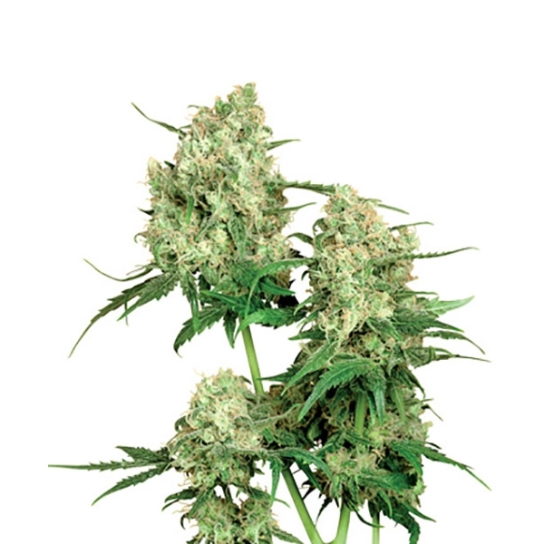 Maple Leaf Indica (Sensi Seeds) regulär