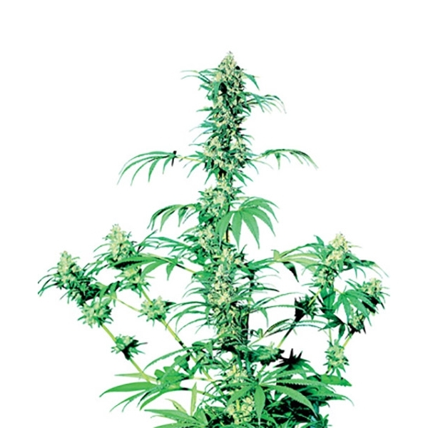 Early Girl (Sensi Seeds) regulär