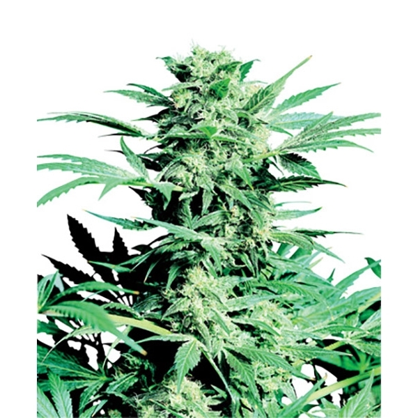 Shiva Skunk (Sensi Seeds) regulär