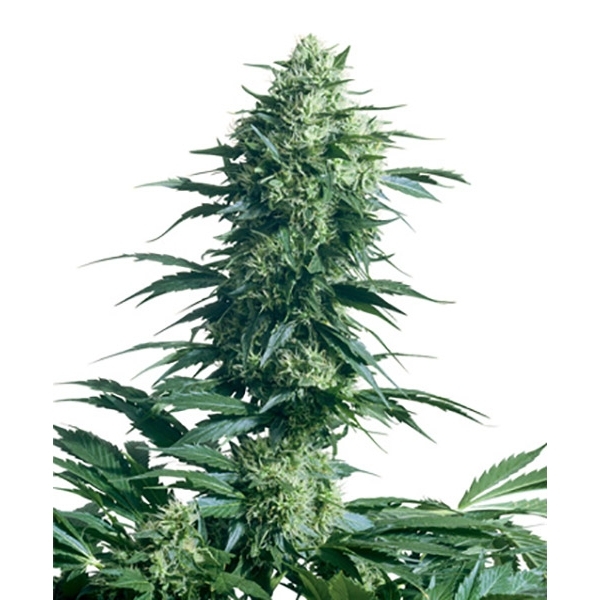 Mother's Finest (Sensi Seeds) regulär