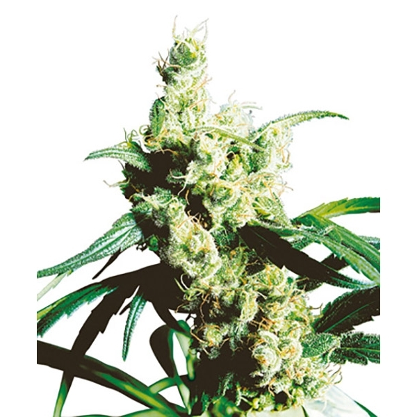 Silver Haze (Sensi Seeds) regulär