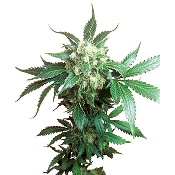 Black Domina (Sensi Seeds) regulär