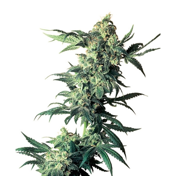 Northern Lights (Sensi Seeds) regulär