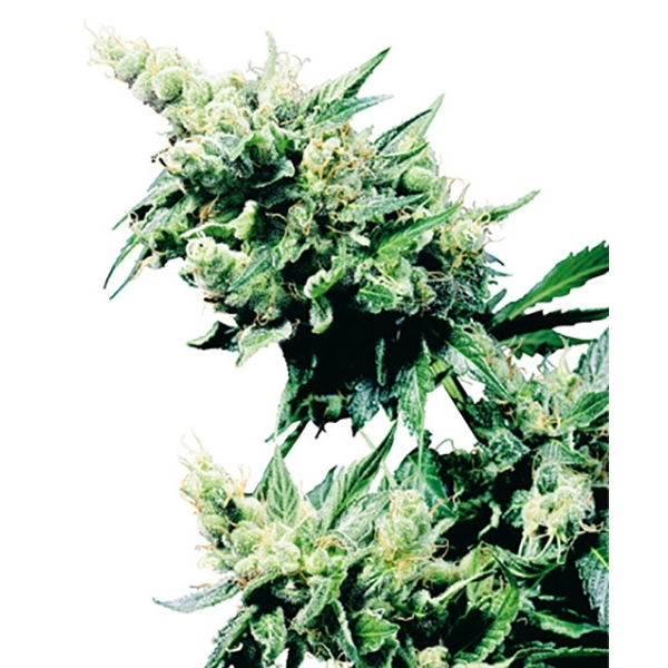 Hash Plant (Sensi Seeds) regulär