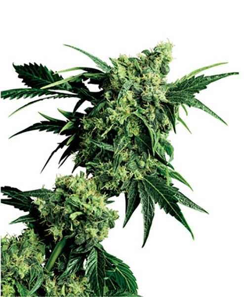G13 Hashplant Feminisiert (Sensi Seeds)