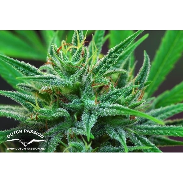 Passion 1 (Dutch Passion) feminisiert