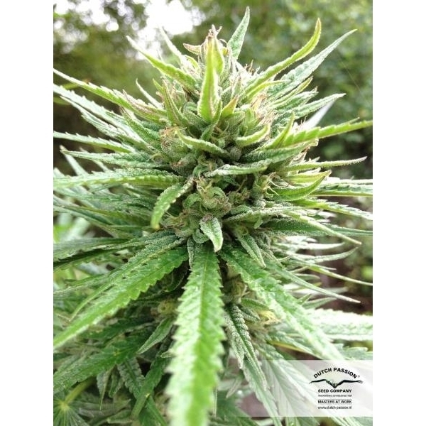 Passion 1 (Dutch Passion) feminisiert