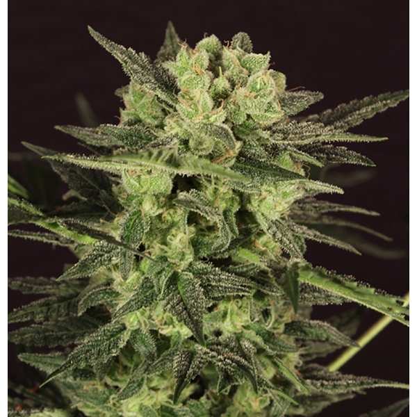 Auto MK-Ultra® Kush (T.H.Seeds) feminisiert