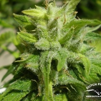 Euforia (Dutch Passion) feminisiert