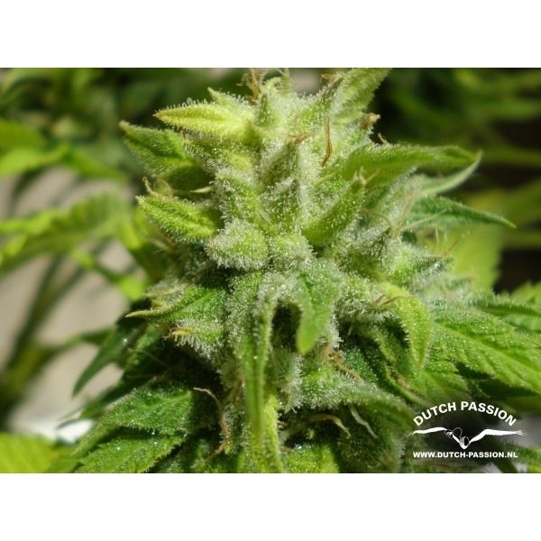 Euforia (Dutch Passion) feminisiert