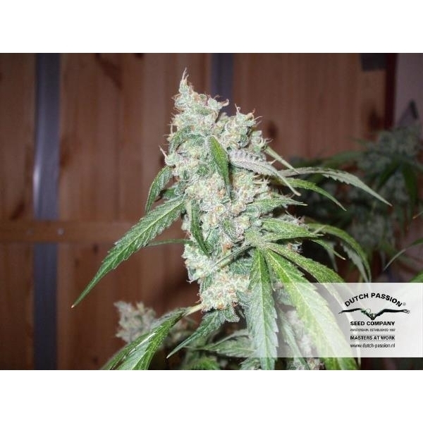 Euforia (Dutch Passion) feminisiert