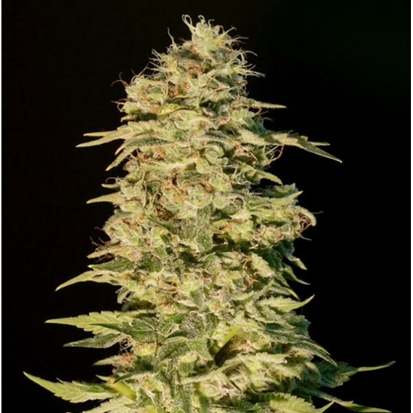 OG Lemon Bilbo (Genehtik Seeds) feminisiert