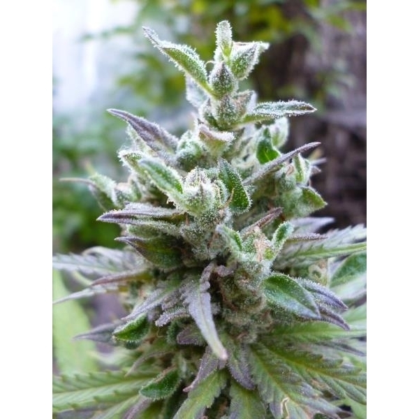 Hollands Hope (Dutch Passion) feminisiert