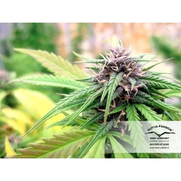 Hollands Hope (Dutch Passion) feminisiert