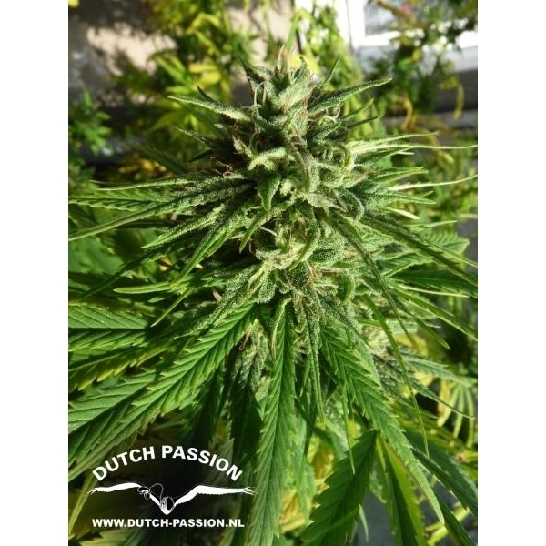 Pamir Gold (Dutch Passion) feminisiert