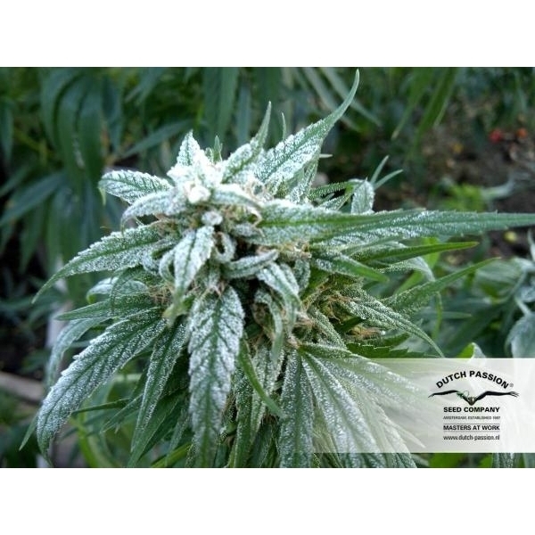 Pamir Gold (Dutch Passion) feminisiert