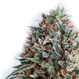 CBD+ Critical 47 (Positronics) feminisiert CBD+ Critical 47 (Positronics) feminisiert