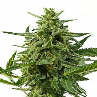 Northern Haze Auto (Positronics) feminisiert Northern Haze Auto (Positronics) feminisiert