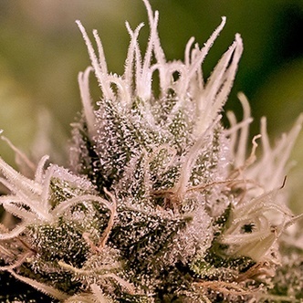 Jack Diesel Auto (Positronics) feminisiert