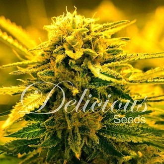 Sugar Black Rose Auto (Delicious Seeds) feminisiert Sugar Black Rose Auto (Delicious Seeds) feminisiert