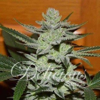 Unknown  Kush (Delicious Seeds) feminisiert Unknown  Kush (Delicious Seeds) feminisiert