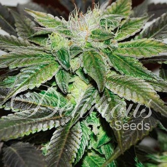 Sugar Candy (Delicious Seeds) feminisiert Sugar Candy (Delicious Seeds) feminisiert