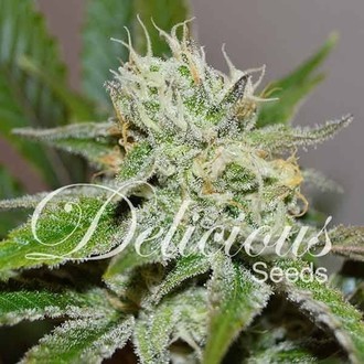 Original Juan Herer (Delicious Seeds) feminisiert Original Juan Herer (Delicious Seeds) feminisiert