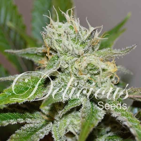 Original Juan Herer (Delicious Seeds) feminisiert