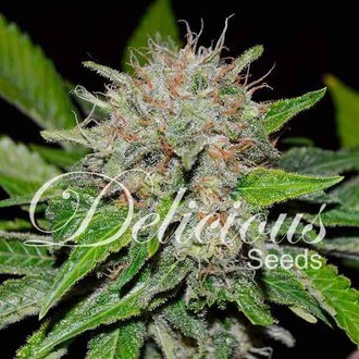 Deep Mandarine (Delicious Seeds) feminisiert Deep Mandarine (Delicious Seeds) feminisiert