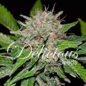Deep Mandarine (Delicious Seeds) feminisiert