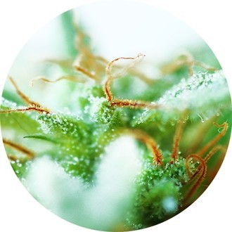 Dr. Tao Sativa (Top Tao Seeds) regulär Dr. Tao Sativa (Top Tao Seeds) regulär