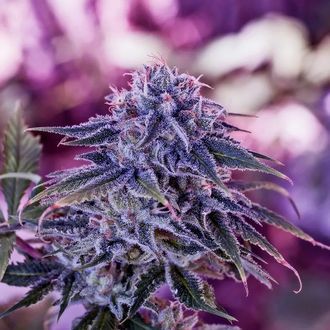 Blue Rhino (Positronics) feminisiert Blue Rhino (Positronics) feminisiert