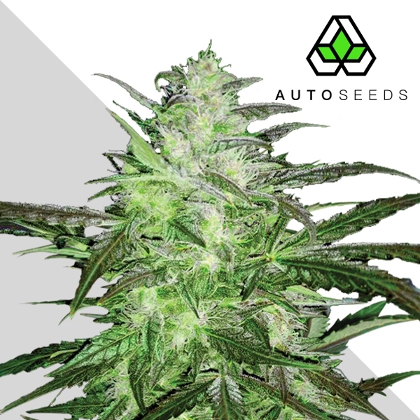Auto Chemdog (Auto Seeds) Feminisiert