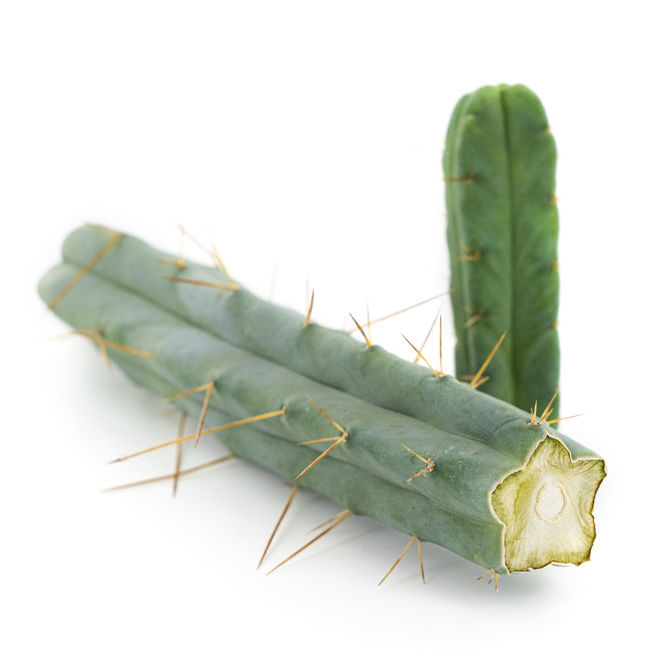 monstera siltepecana Monstera Siltepecana – oramicin main image 1