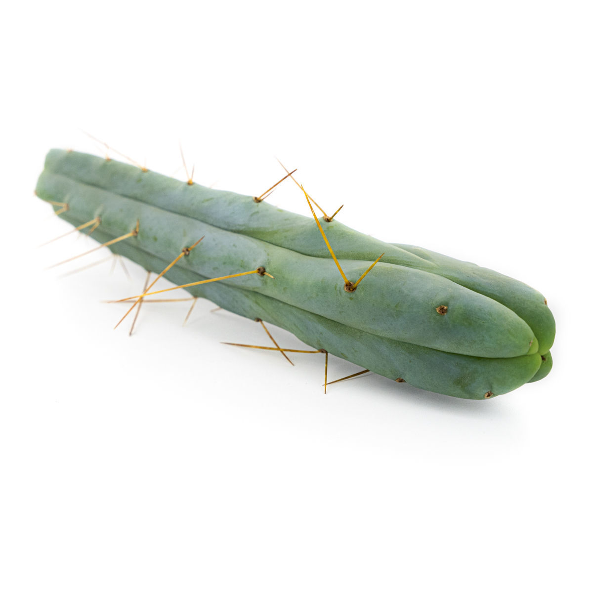 Kaktus der Vier Winde kaufen | Echinopsis quadricostata