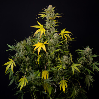 Monster Dwarf Automatic (Zamnesia Seeds) Feminisiert