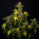 Monster Dwarf Automatic (Zamnesia Seeds) Feminisiert