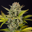 Monster Dwarf Automatic (Zamnesia Seeds) Feminisiert