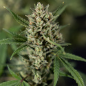 Monster Dwarf Automatic (Zamnesia Seeds) Feminisiert