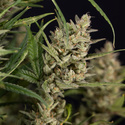Monster Dwarf Automatic (Zamnesia Seeds) Feminisiert