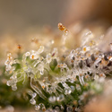 Monster Dwarf Automatic (Zamnesia Seeds) Feminisiert