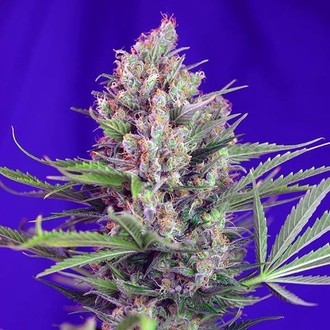 Cream Mandarine - F1 Fast Version (Sweet Seeds) feminisiert Cream Mandarine - F1 Fast Version (Sweet Seeds) feminisiert