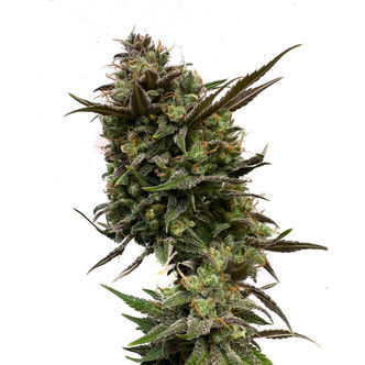 White Choco (Amsterdam Genetics) Feminisiert