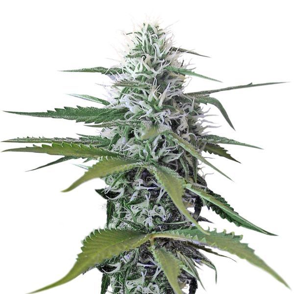 Kosher Tangie Kush (Amsterdam Genetics) feminisiert