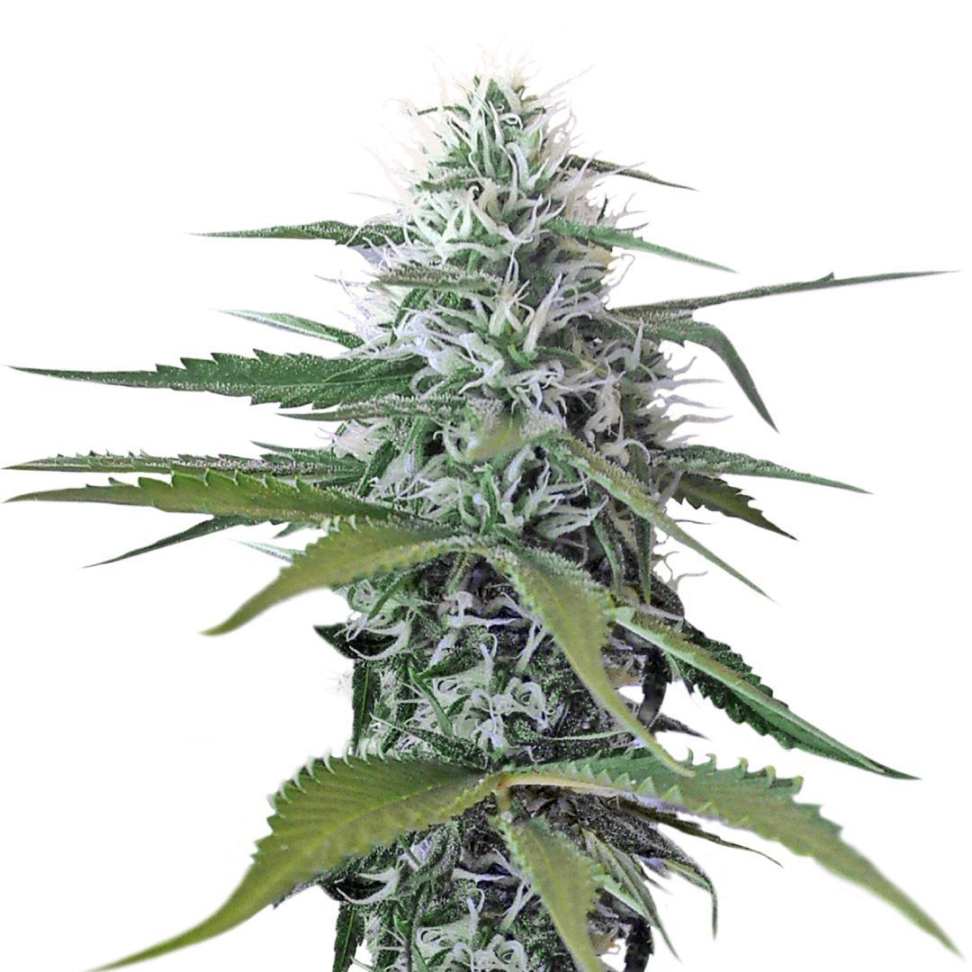 Kosher Tangie Feminisiert (Zambesia)